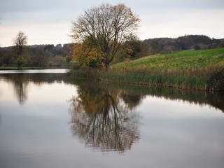 Tree reflected in a lake at Ripley, North Yorkshire, England