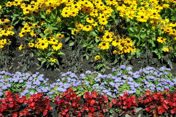 Obraz premium Flowers in garden closeup
