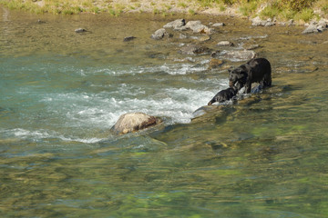 Mother bear helping her cub stucked in river