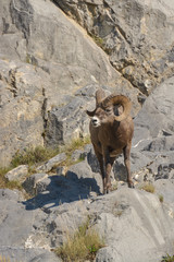 Mouflon in Jasper National Park, Canada