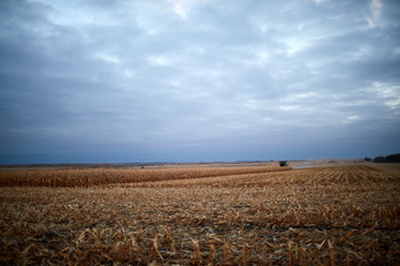 Dark moody landscape of maize fields in autumn