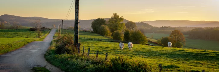 Foto op Canvas Een panorama op een landweg bij zonsondergang, met koeien in een weiland © Olivier Tabary
