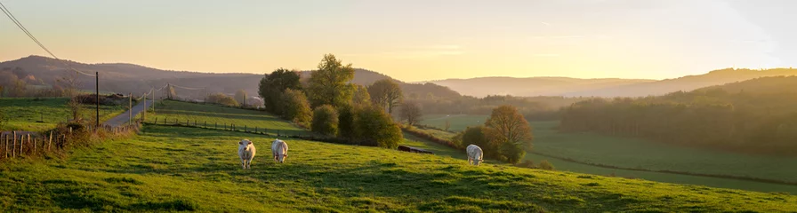Crédence en verre imprimé Panoramique panorama d'un coucher de soleil sur la campagne avec des vaches dans un pré et des montagnes au fond