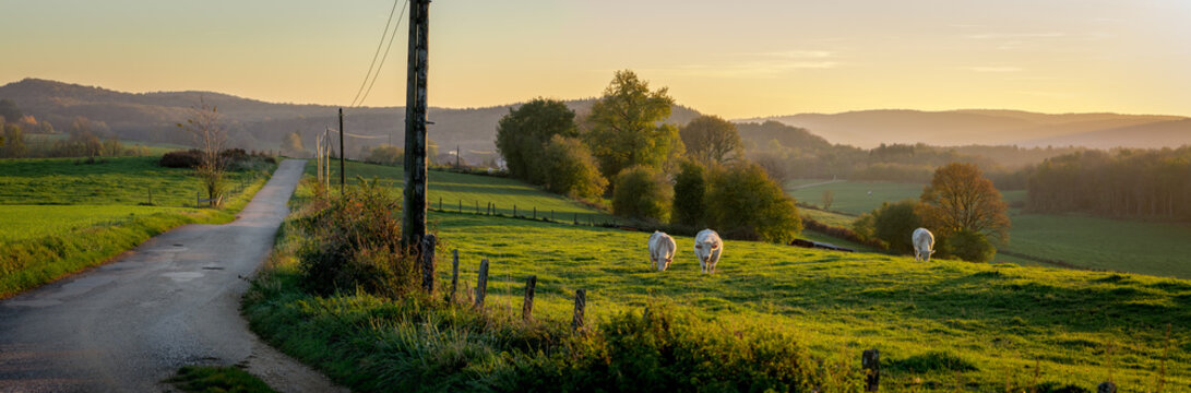 Un panorama sur une route de campagne au coucher de soleil, avec des vaches dans un prés
