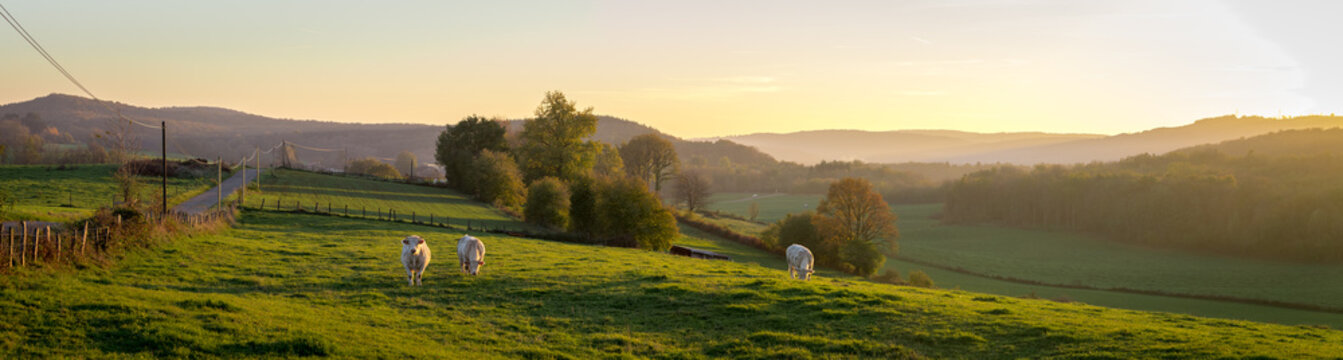 Fototapeta panorama d'un coucher de soleil sur la campagne avec des vaches dans un pré et des montagnes au fond