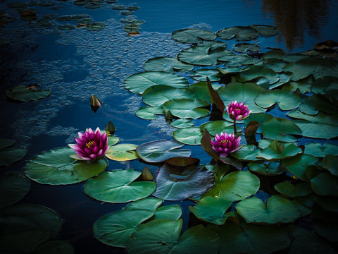 Wiew of pink water lilies.