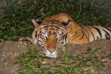 Asia Big Tiger