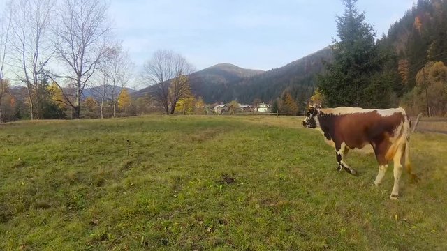 cow on a background of rural pisazha