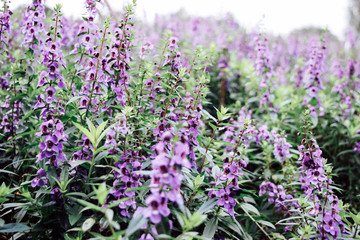 Obraz premium close up of purple Salvia flower bushes in garden