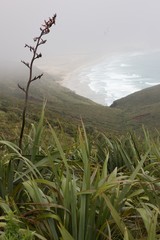 Cape Reinga Fog New Zealand