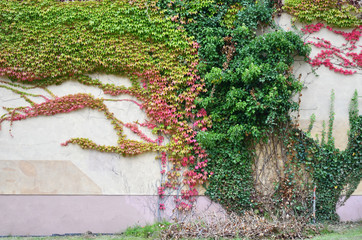 Mit farbigen Efeu bewachsene Wand