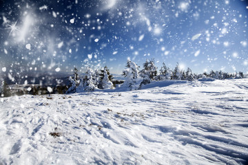 Snow covered pine forest