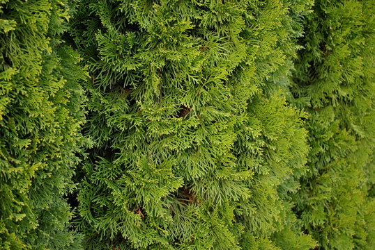 Tuja - Thuja