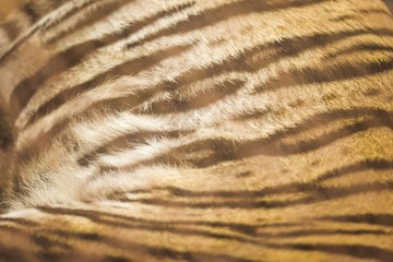 The textrue of tiger skin is dark brown with alternating orange.