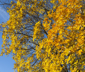 Golden maple leaves