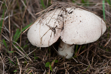 Meadow mushroom.
