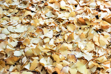 fallen yellow ginkgo leaves on ground