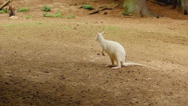 Red-necked Wallaby albino kangaroo, also Bennett's wallaby, Macropus rufogriseus, standing and looking on the side, looking around and scratching itself