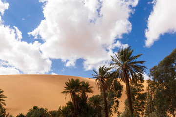 Fototapeta na wymiar palm in the desert