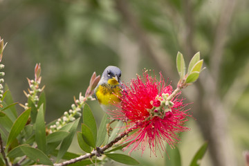 Northern Parula Warbler