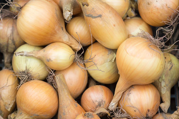 fresh and healthy onions