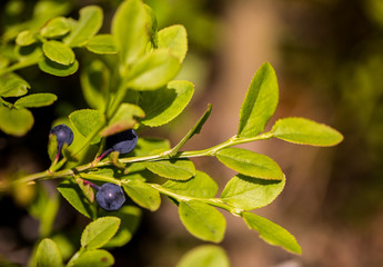 plant, herb, flower, nature, forest, vegetation, summer, blueberry, 