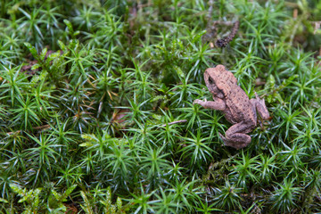 forest toad sitting on moss