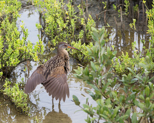 Clapper Rail