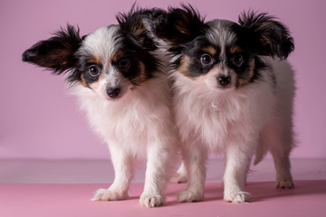 Two puppies on a pink