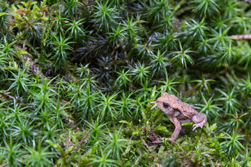 forest toad sitting on moss