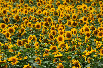Flowering sunflower in the field