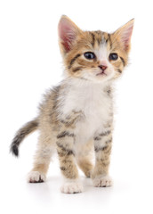 Kitten on white background.