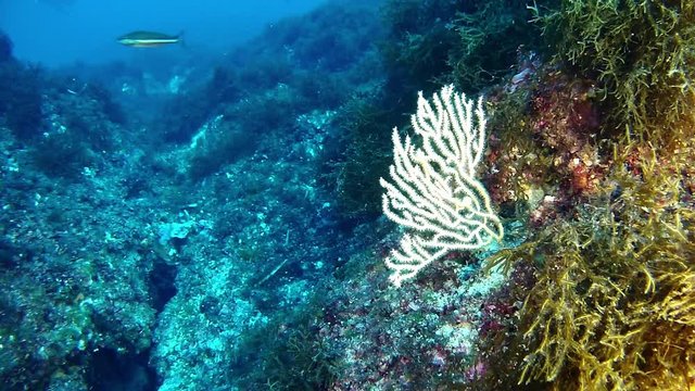 Underwater scene with white gorgonians - Scuba diving 