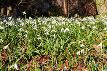 Schneeglöckchen