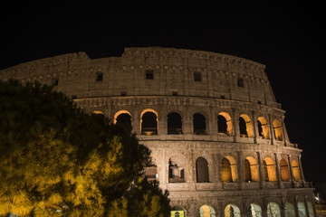 Naklejka premium Colosseo di notte con pino - Roma , italy 