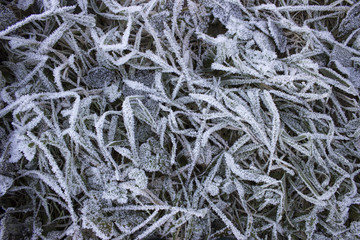 Frozen green grass on the field in November