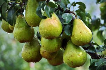 Pears on a branch of a tree