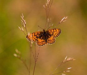 sunny, fly, orange, summer, nature, insect, beauty, macro, butterfly, joy