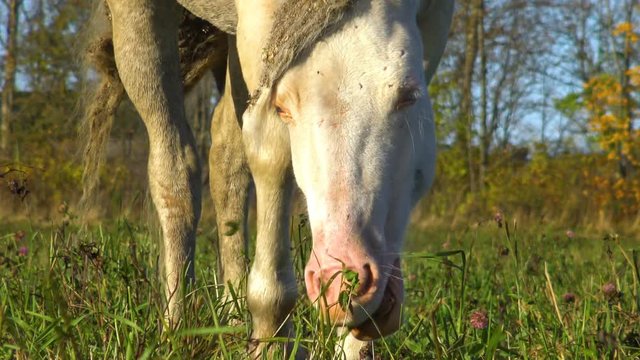 White horse eating grass on flower meadow. Perfect pet the horses on pasture. Farm animals - a symbol of rural life on a ranch.