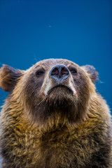 Orso grizzly della costa che pesca salmoni in Canada o Alaska