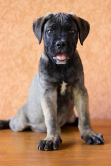 Naklejka premium Beloved Puppy