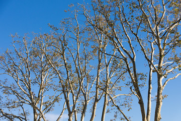 Baumkronen im Herbst vor blauem Himmel