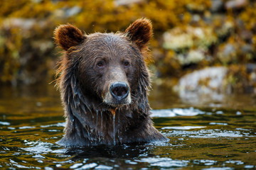 Fototapeta na wymiar Orso bruno dell'Alaska e del Canada, orso grizzly