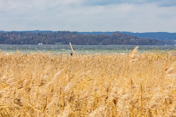 Kornfeld im Wind - Windsurfen am Starnberger See