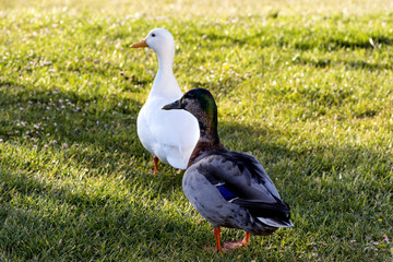 Pareja de patos