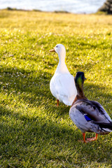 patos en la magdalena