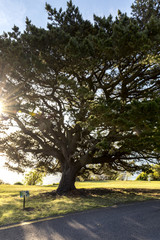 Arbol y camino