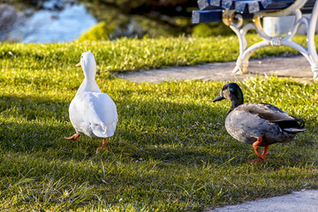 Patos en parque