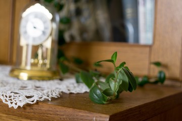 Home Flowers. Slovakia