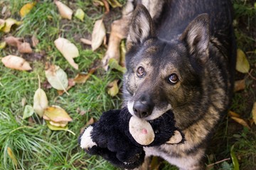 German Shepherd dog playing. Slovakia